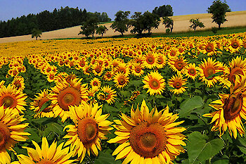 Ein Feld mit gelben Sonnenblumen vor Bäumen und einem blauen Himmel.